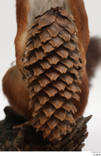 Squirrel  2 hand pine cone 0001.jpg